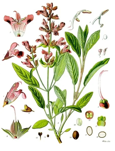 Planche botanique ancienne de la sauge officinale